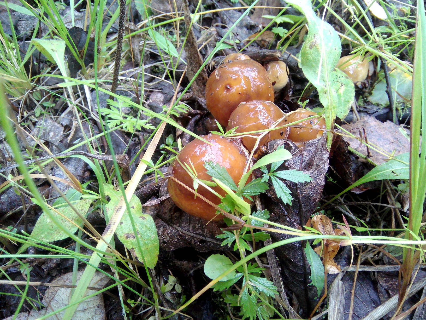 Обнаружен в Ленинградской области гриб