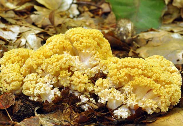 Коралловидные грибы желтого цвета