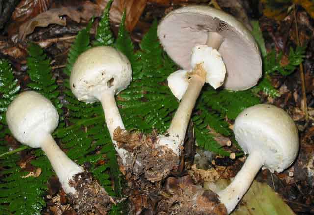 Фотографии грибов Шампиньонов перелесковых (Agaricus silvicola)
