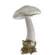 Шампиньон тонкий перелесковый где растёт когда собирать на какой гриб похож