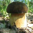 Белый гриб тёмнобронзовый, медный (boletus aereus)