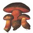 гриб дубовик зернистый (зернистоногий)
