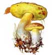 Описание желтожебрика полубелого гриба
