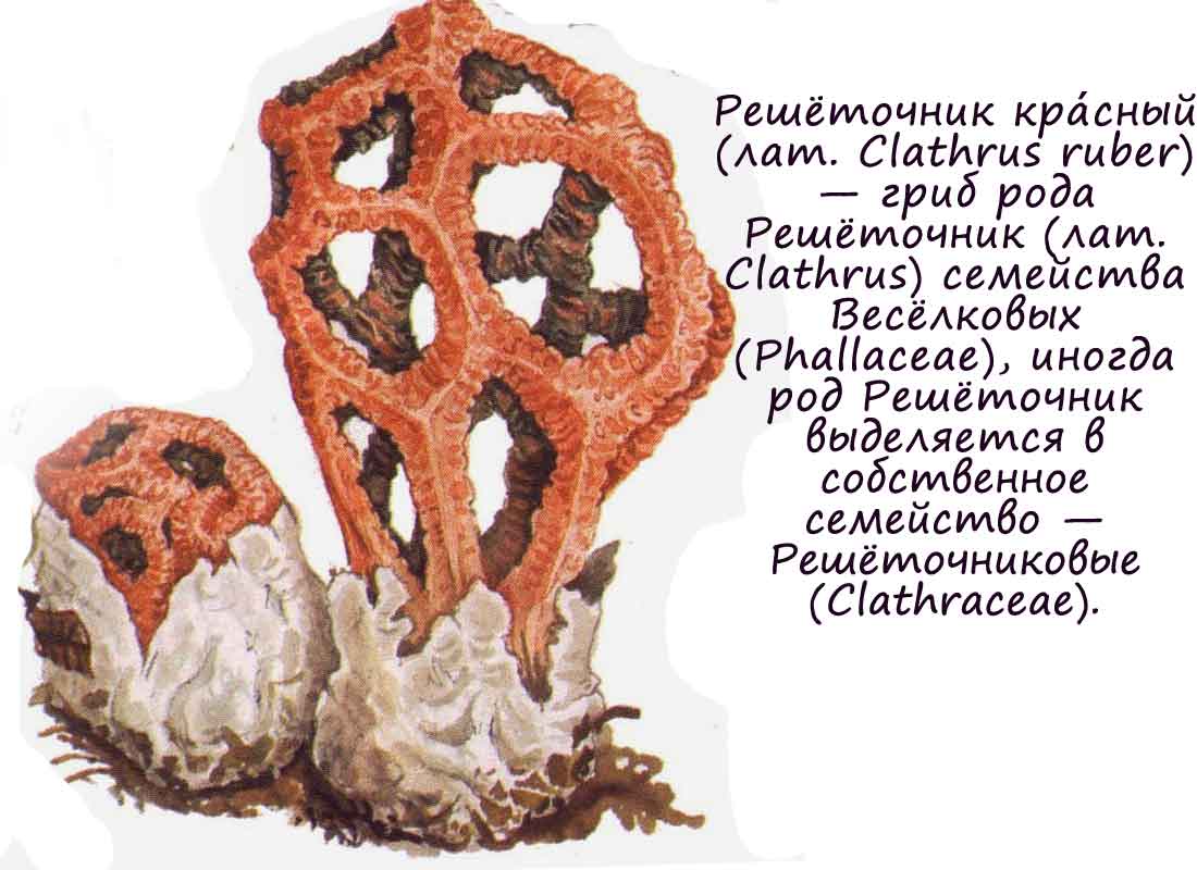 Картинка с изображением Решеточника красного (clathrus ruber)