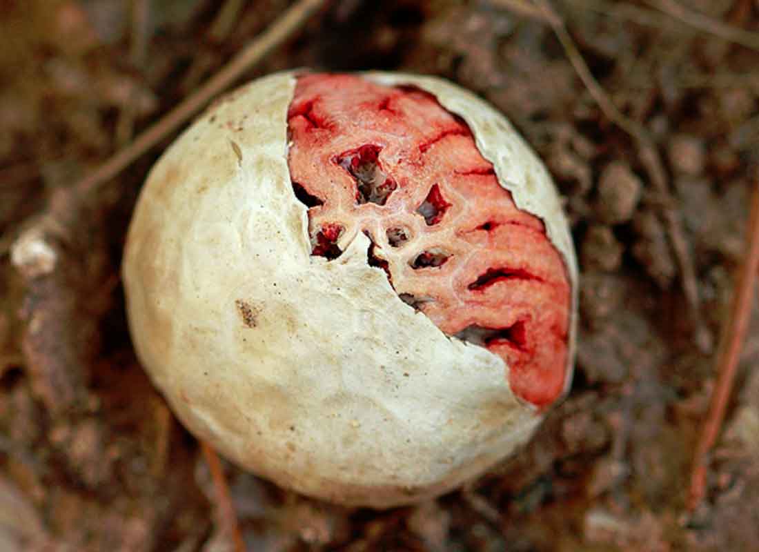 Решеточник красный (иначе клатрус красный) / Съедобные грибы, ягоды, травы