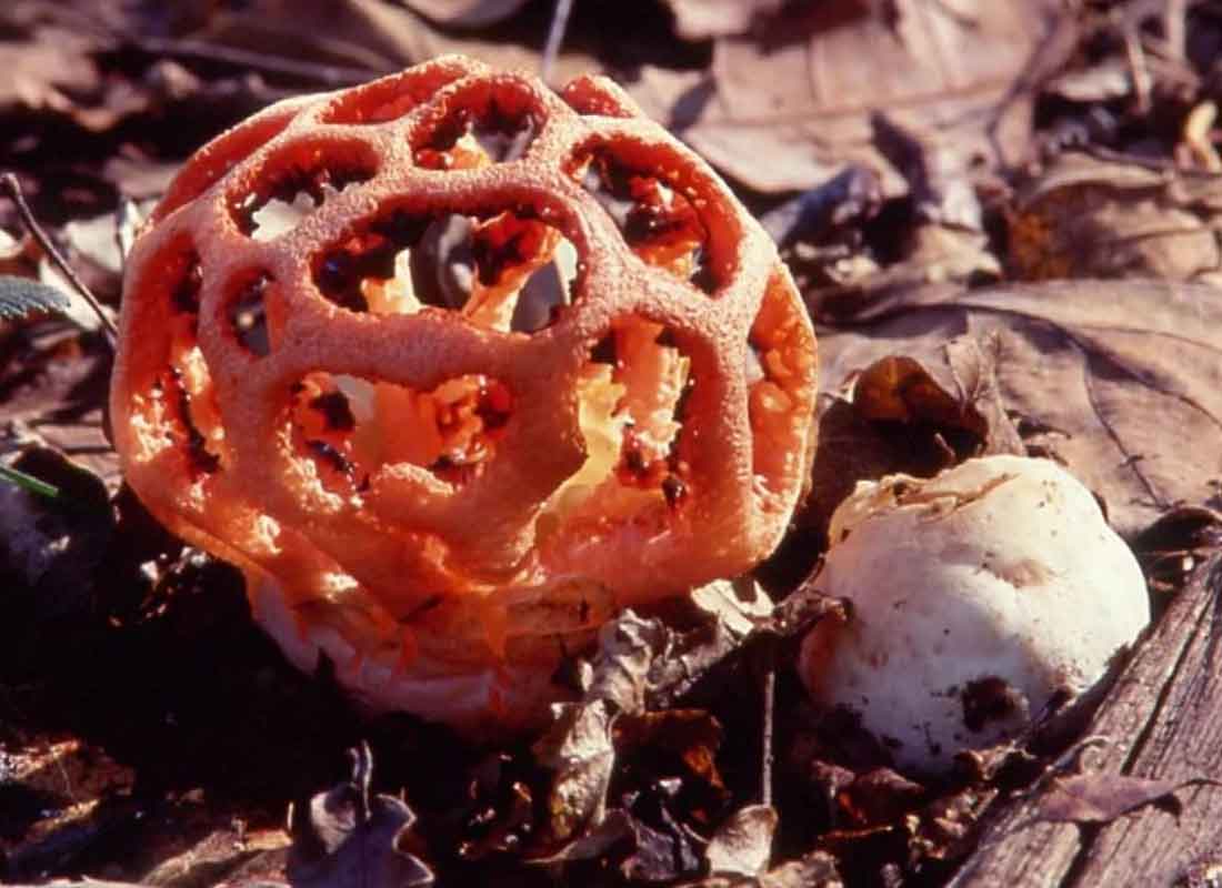 Решеточник красный (clathrus ruber) - вторая стадия гриба