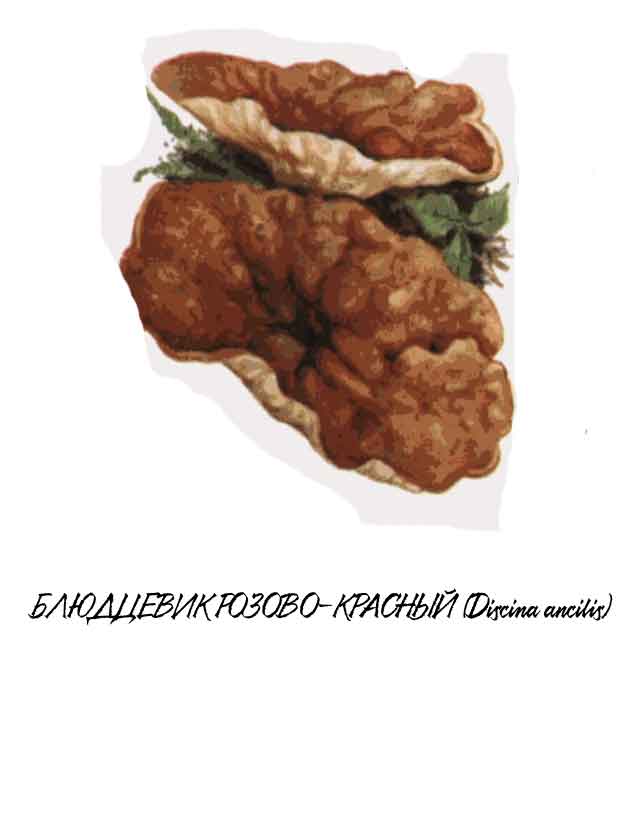 Картинка с изображением Блюдцевик розово-красный (Discina ancilis)