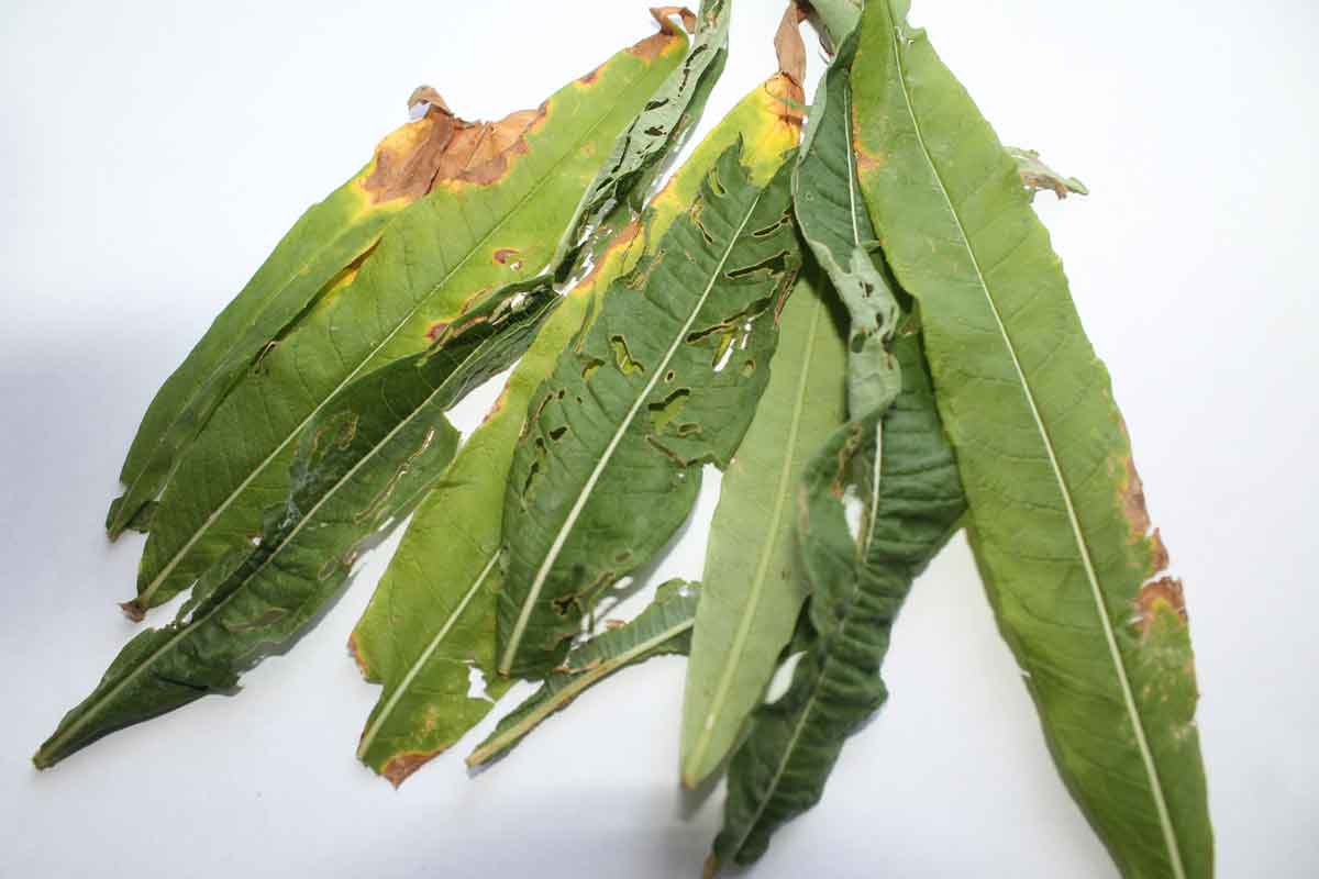 Процесс отбора плохого сырья - поврежденных листьев кипрея