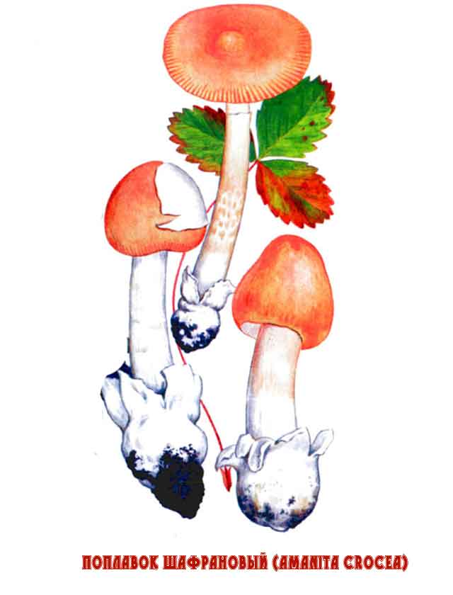 Картинка с изображением Поплавок шафрановый (Amanita crocea)