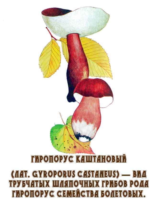 Рисунок с изображением Каштанового гриба (Gyroporus castaneus)