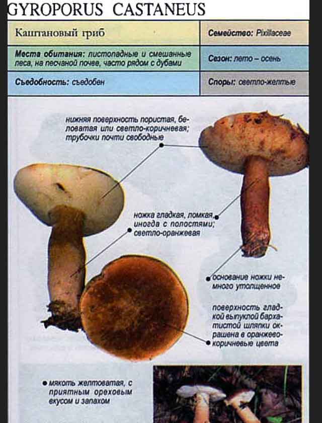 Описание из справочника про гриб Каштановый (Gyroporus castaneus)