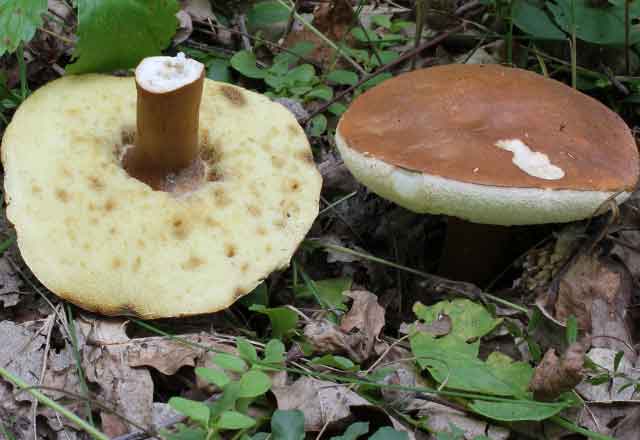 На фото Каштановый гриб (Gyroporus castaneus)
