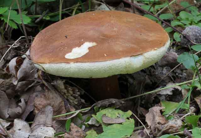 Каштановый гриб (Gyroporus castaneus)