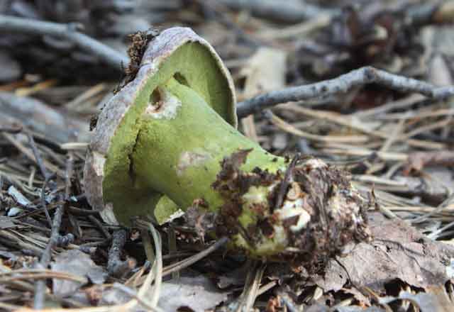 На фото Гипомицес зеленый (Hypomyces viridis Berk)