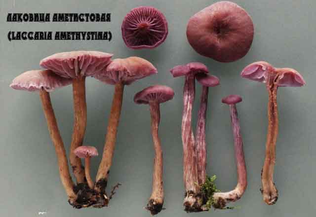 Лаковица лиловая (Laccaria amethystina) все периоды роста гриба