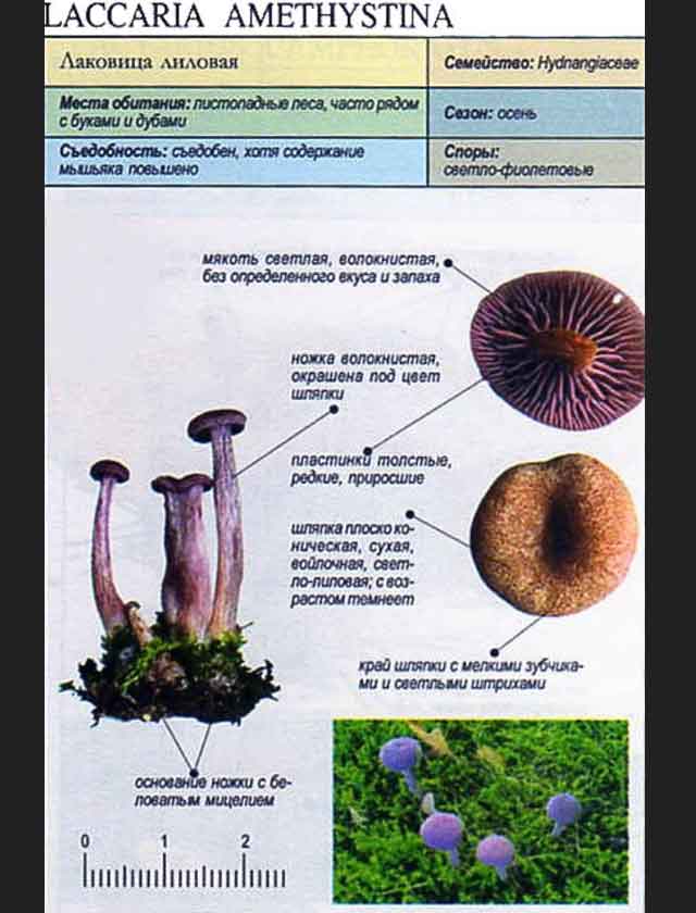 Описание Лаковицы лиловой, аметистовой (Laccaria amethystina)
