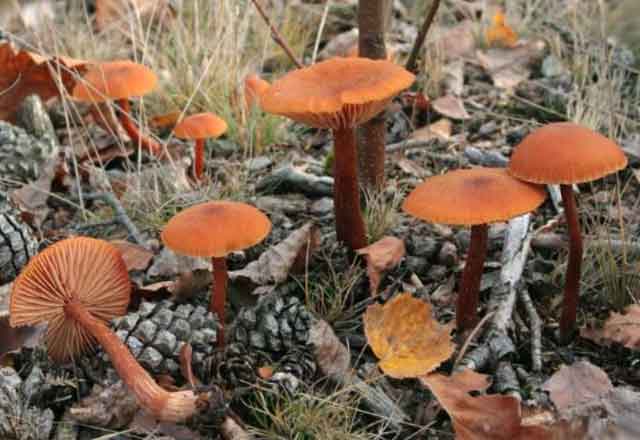 На фотографии грибы лаковицы большие, растущие в хвойном лесу