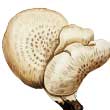 Шпальный гриб (по научному пилолистник чешуйчатый)