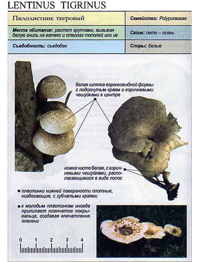 Пилолистник тигровый (Lentinus tigrinus) - описание из грибного справочника