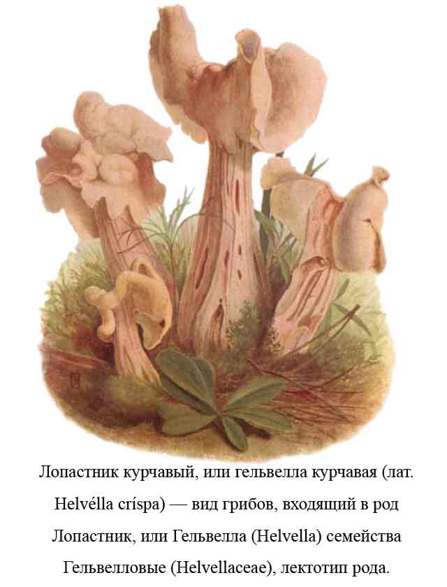 Картинка с изображением Лопастник курчавый (helvella crispa)