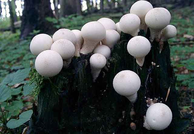 Дождевик грушевидный (Lycoperdon pyriforme) / Съедобные грибы, ягоды, травы