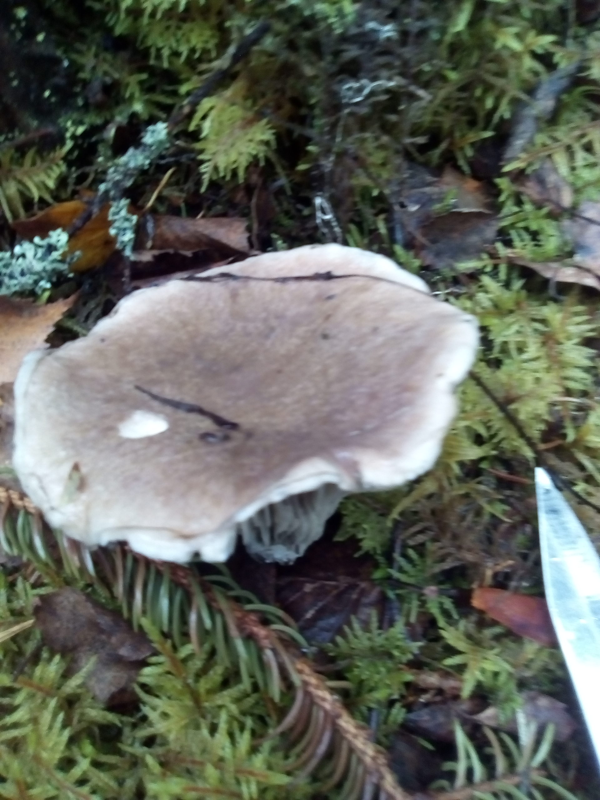 Съедобные грибы Ленинградской грузди