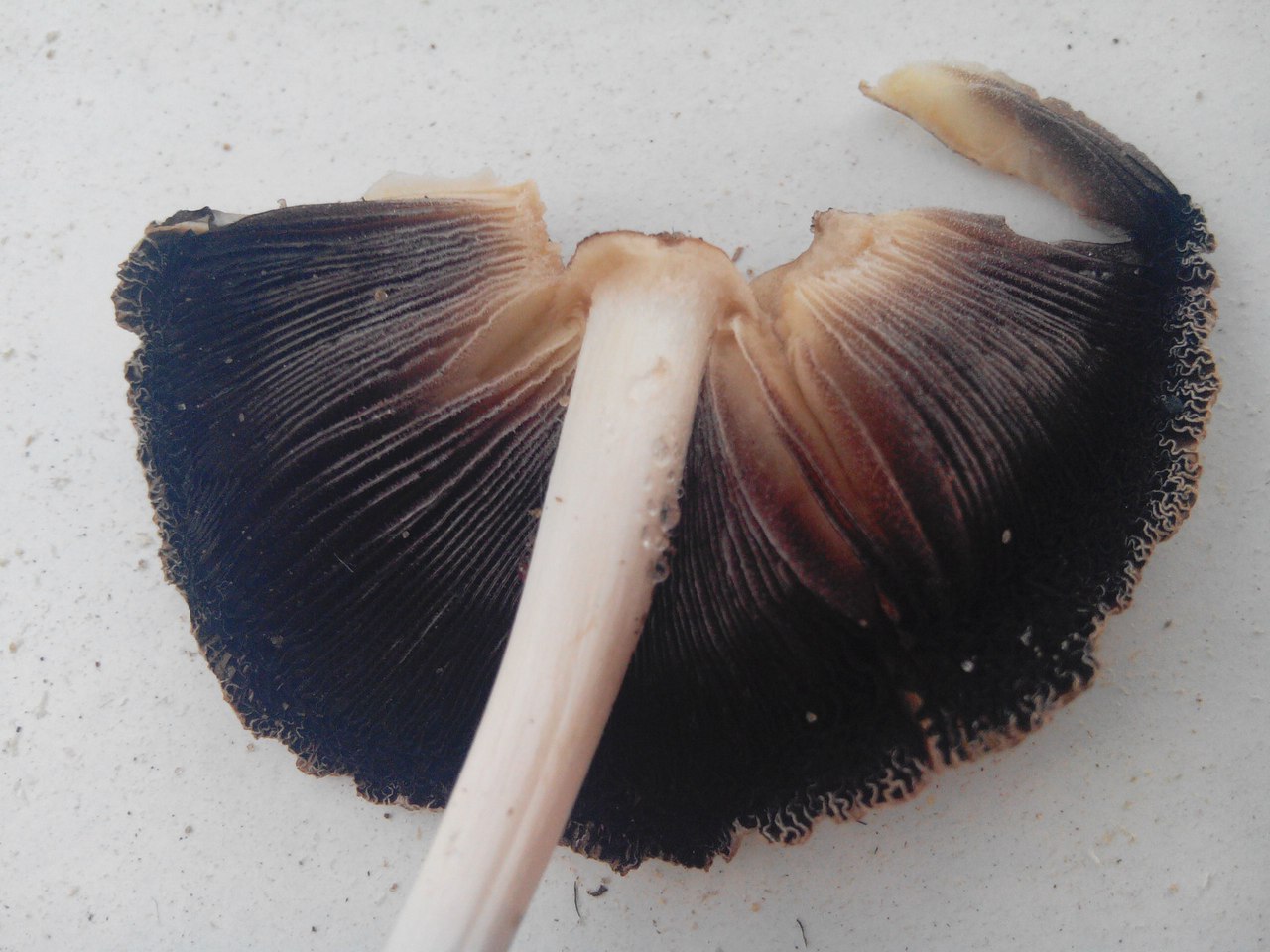 Обратная чернеющая сторона шляпки гриба