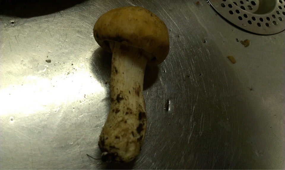 Вторым грибы были найдены в еловом лесу. Запах у грибов очень вкусный. Росли группами. Моечного сока нет, цвет на срезе не меняет.