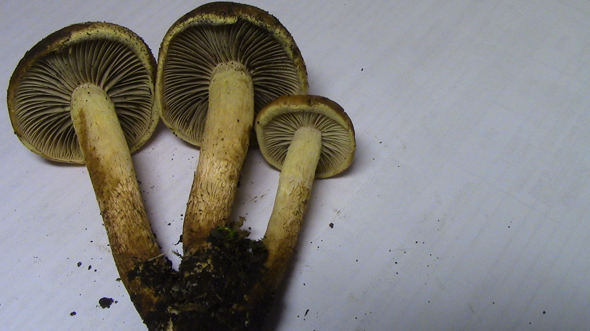 грибы растущие в посадках фото и название
