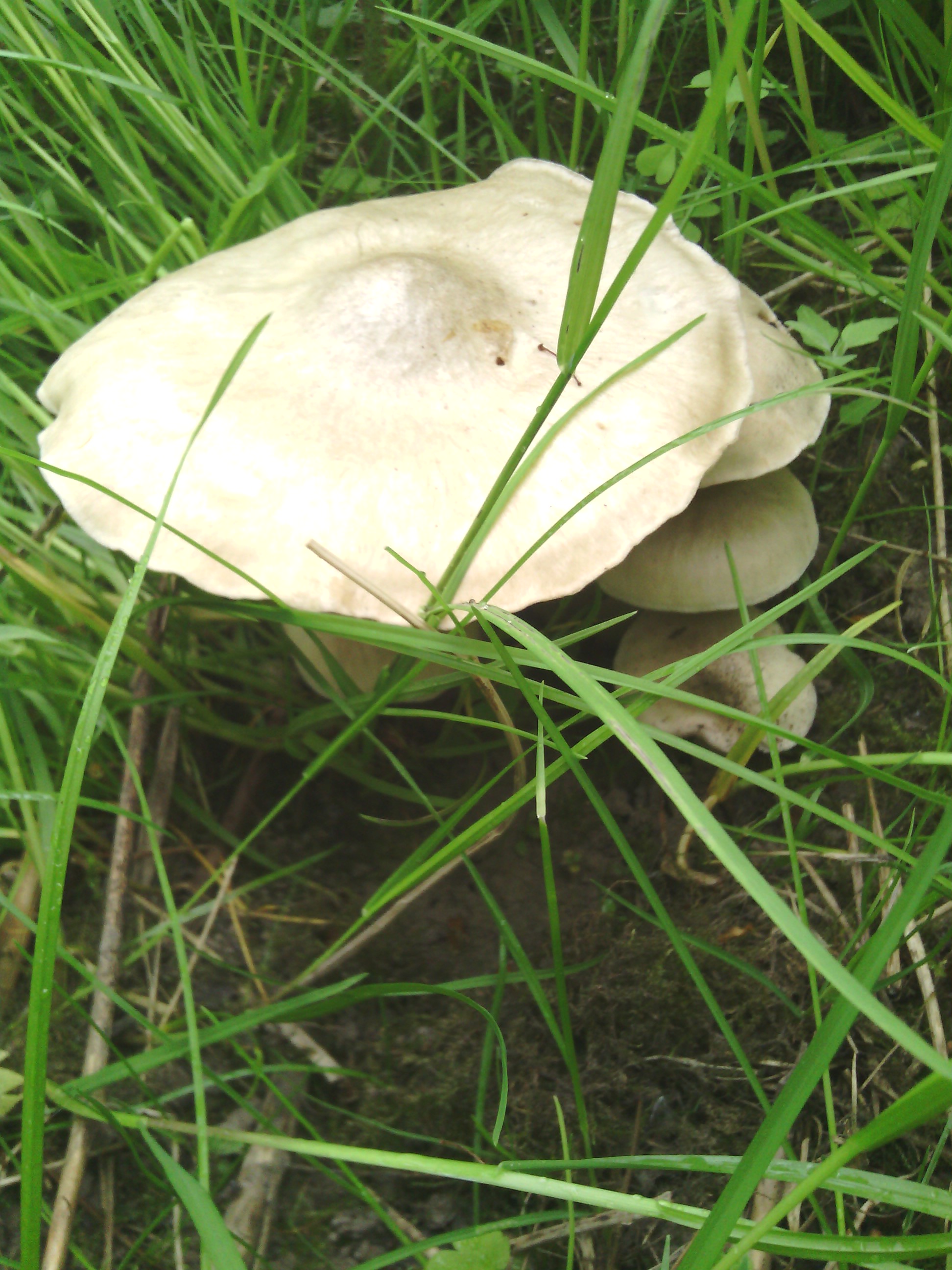 Белорусские грибы весенние