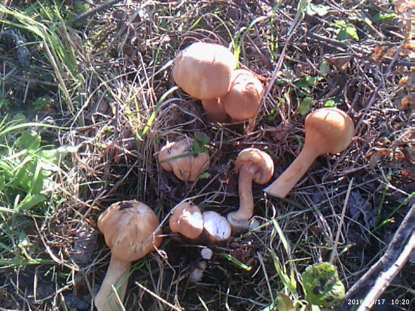 Съедобные грибы в смешанных лесах