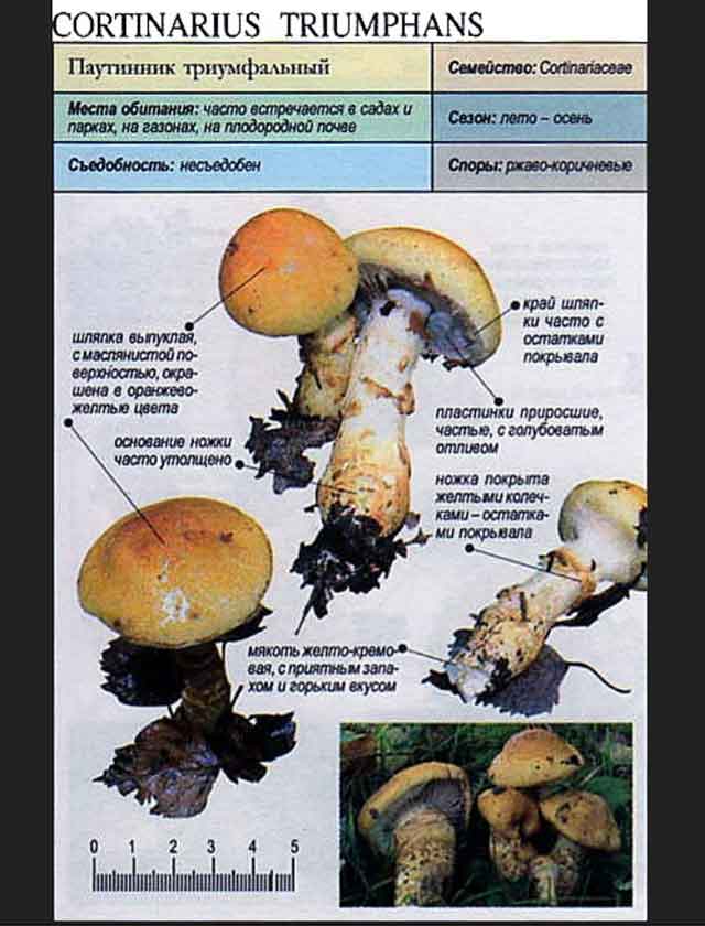 Описание гриба Паутинник желтый, триумфальный (Cortinarius triumphans)