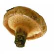 Свинушка тонкая (Paxillus involutus)