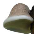 Трутовик березовый (Piptoporus betulinus)