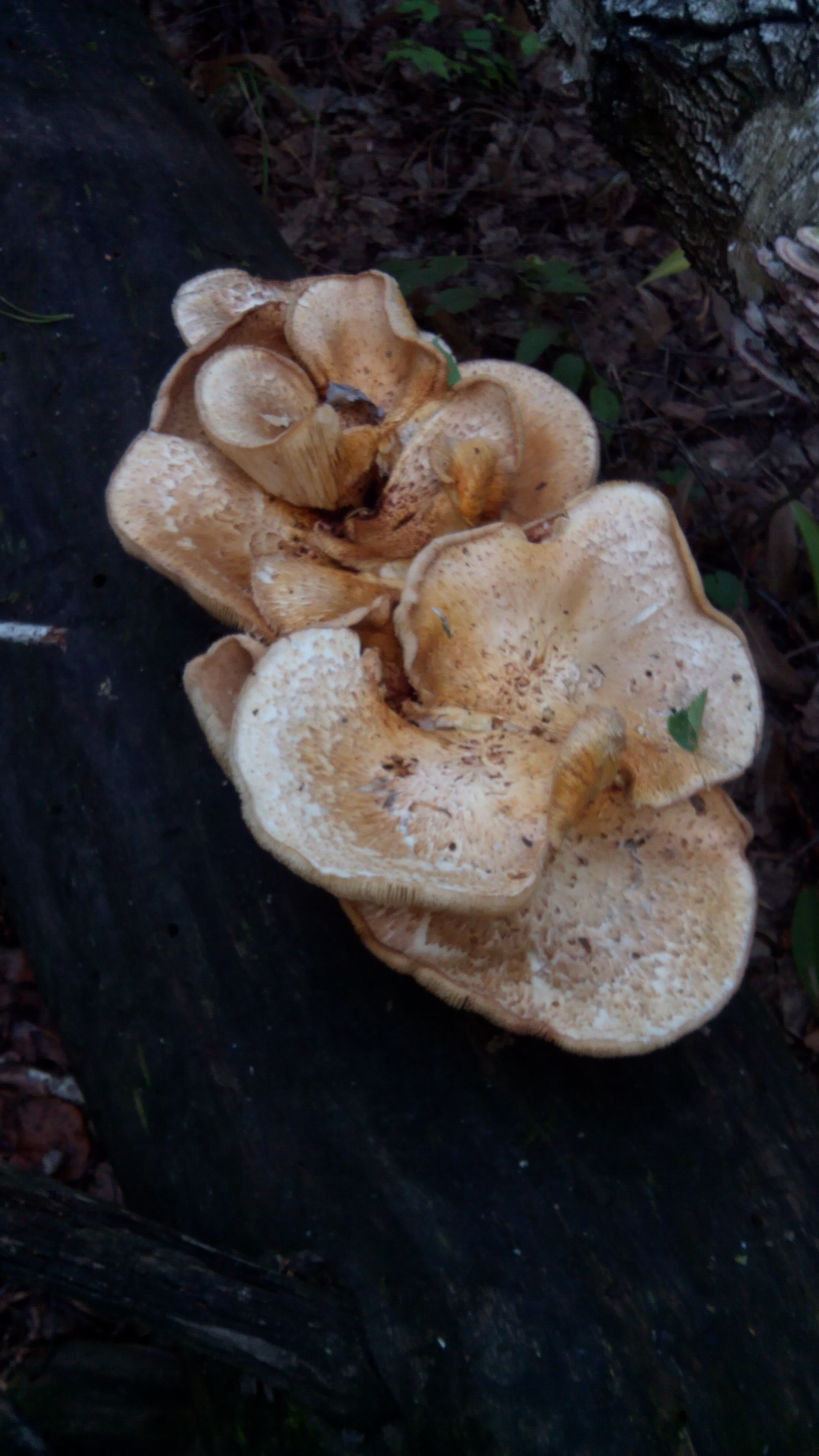Самара.  Большие пластинчатые грибы с толстыми короткими ножками. 