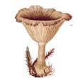 Говорушка бокаловидная (Pseudoclitocybe cyathiformis)