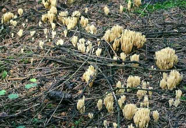 На фото рогатики Инвала, растущие большими группами в лесу