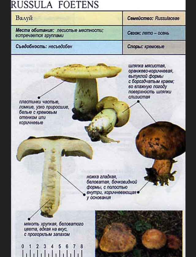 Описание гриба валуя (Russula foetens)
