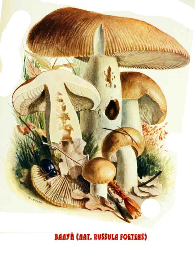 Картинка с изображением Russula foetens