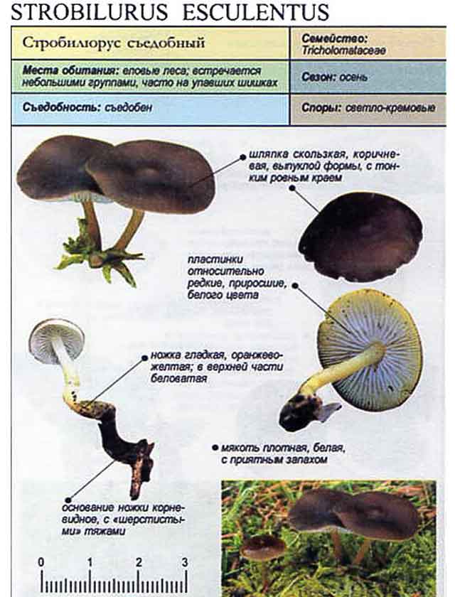 Описание Стробилюрус съедобный (Strobilurus esculentus) из грибного справочника