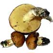 Маслёнок зернистый или летний, описание с фото
