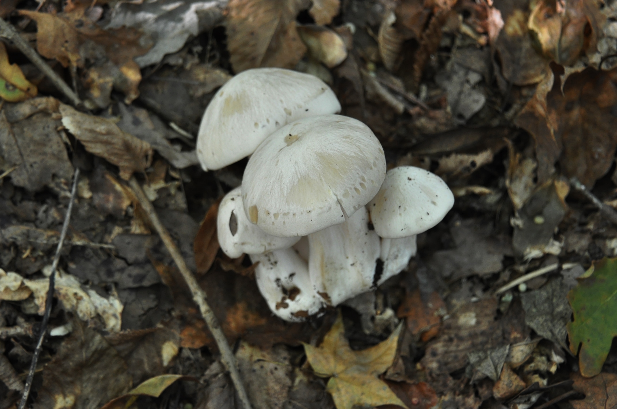 Ядовитые грибы Краснодарского