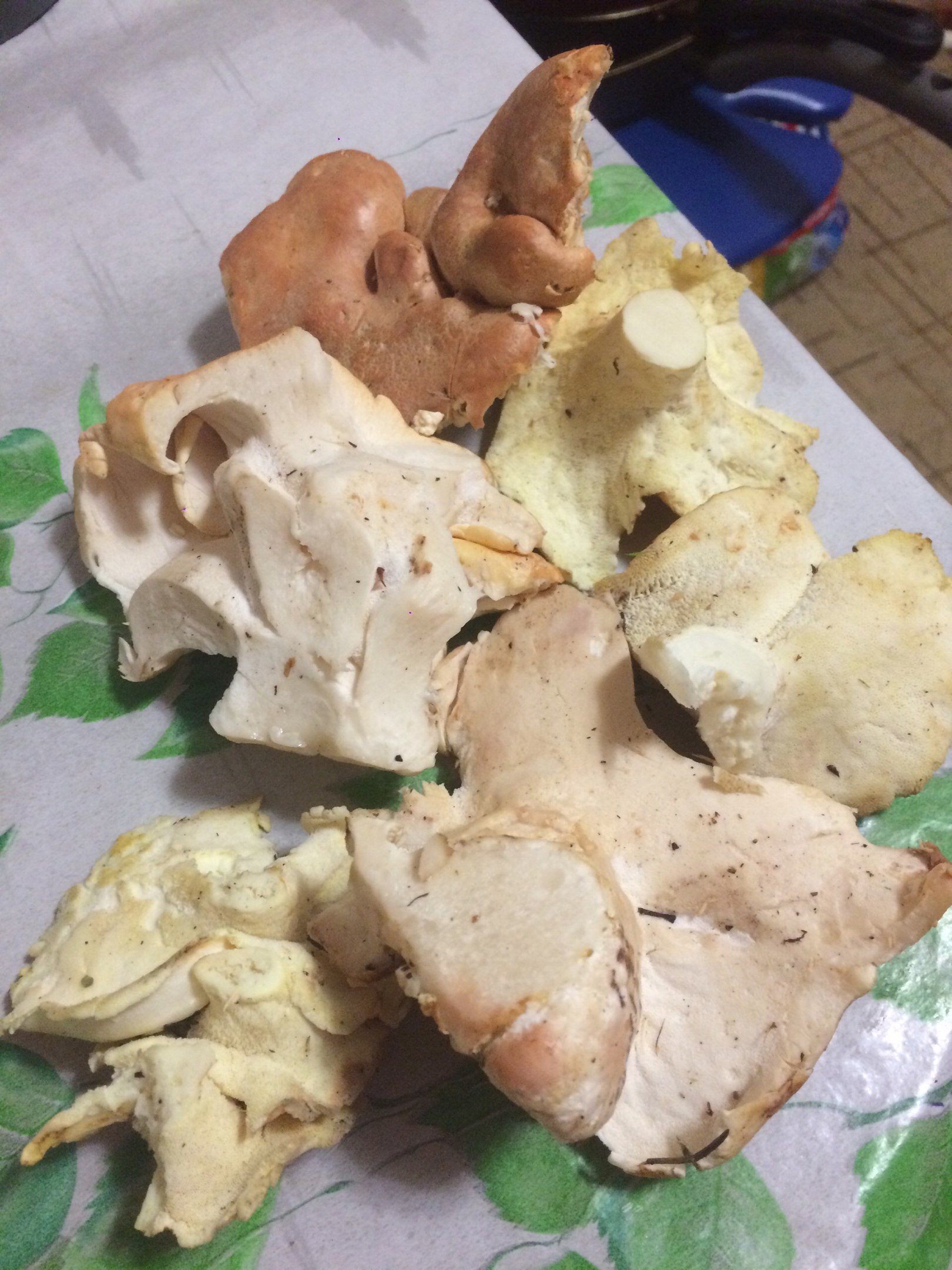 под шляпкой белый ровный слой или желтый . 