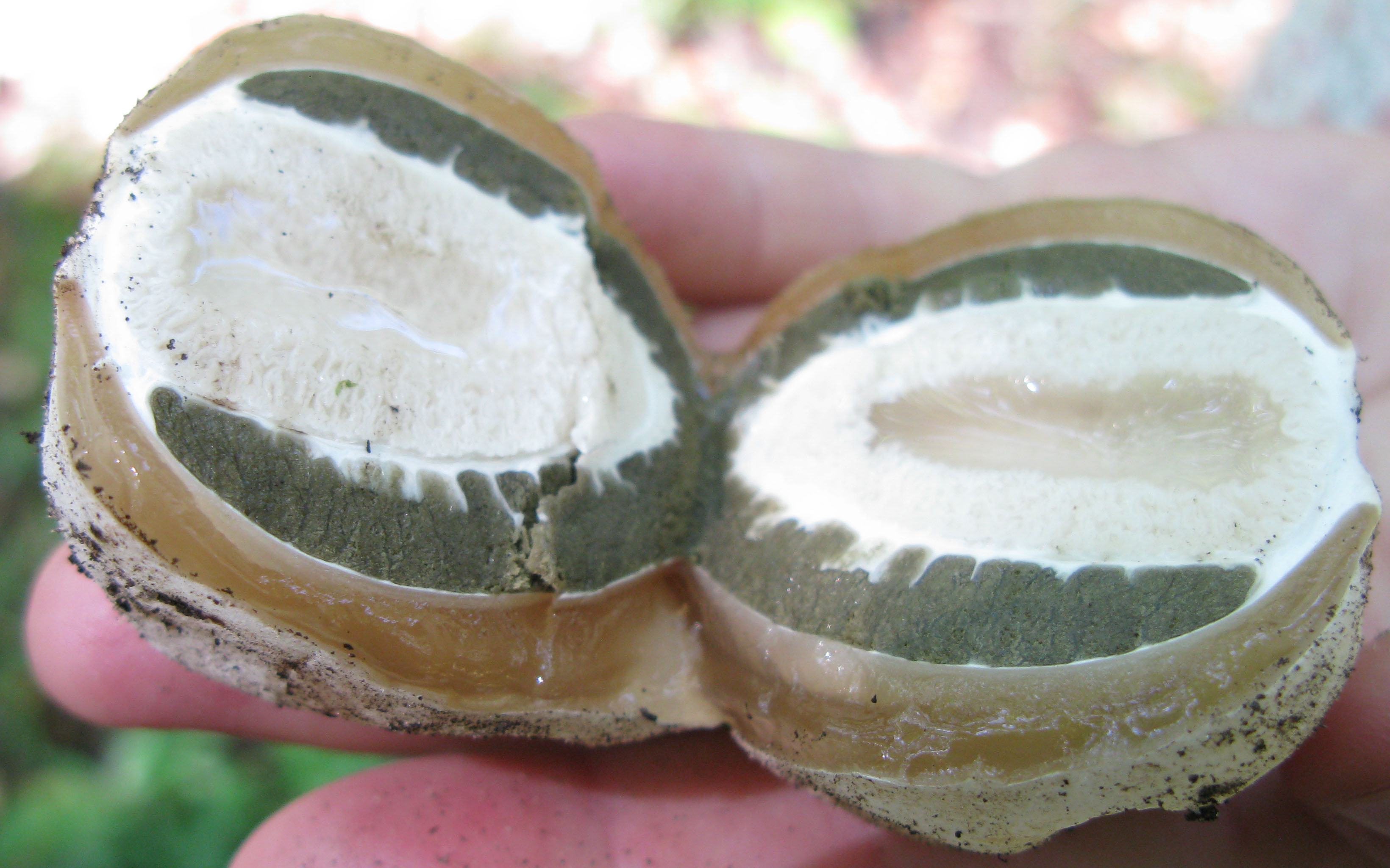 Вот опять неизвестный гриб. г. Саратов лесопарк Кумысной Поляны
