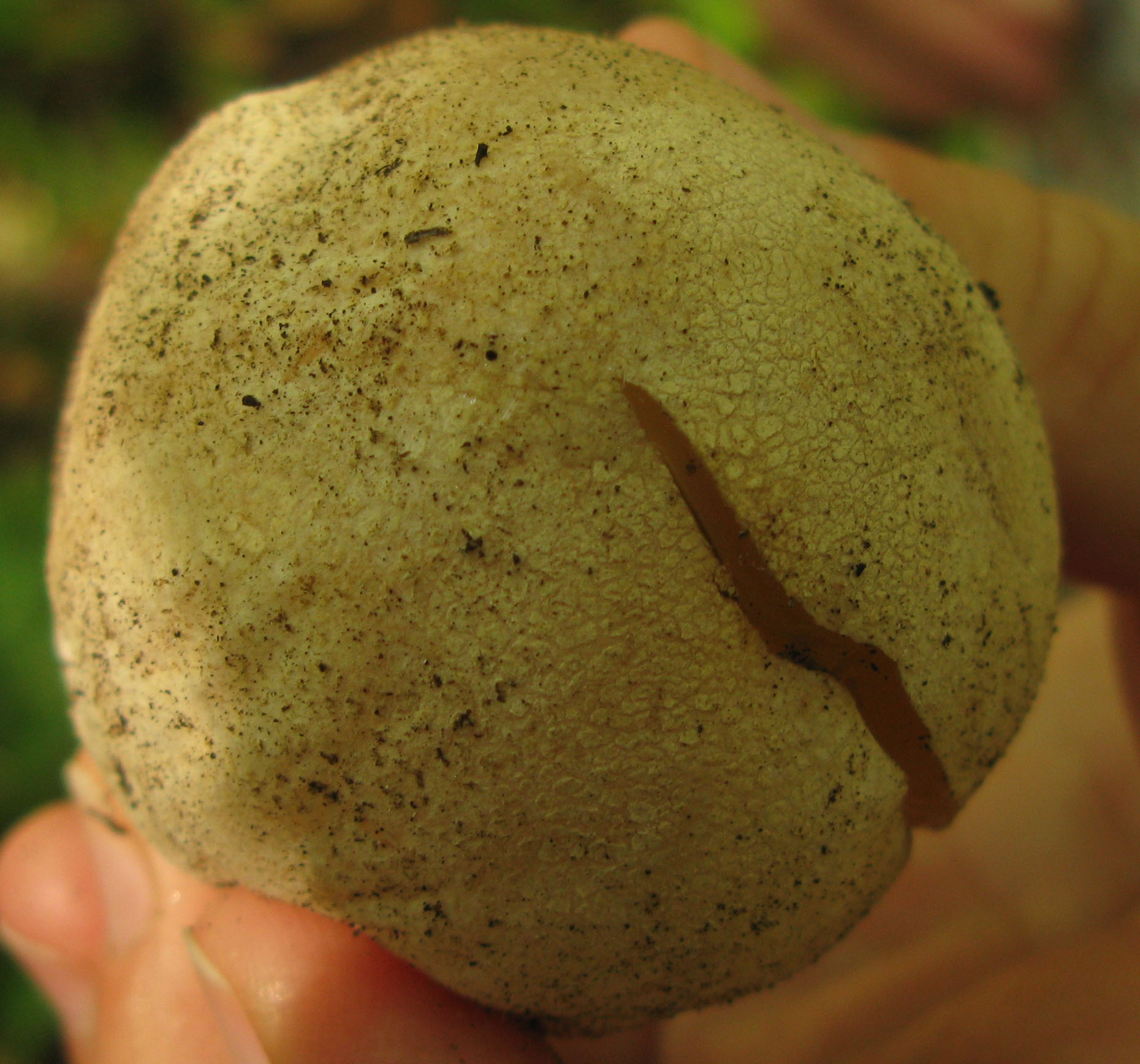 Неизвестные грибы Саратова