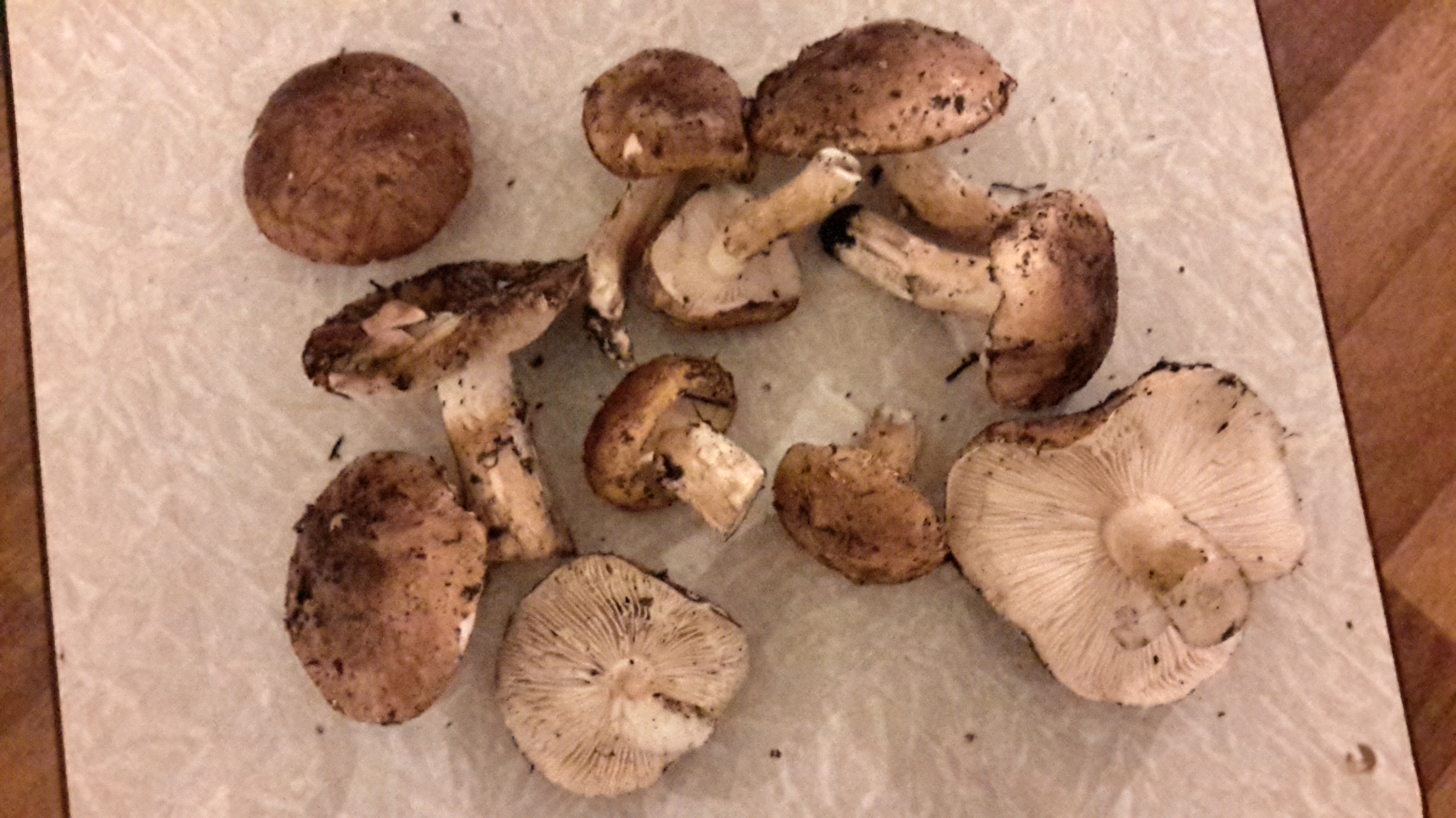 Съедобные грибы, растущие в Саратовской области