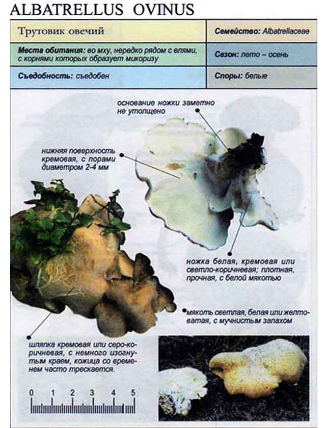 Трутовик овечий Albatrellus ovinus