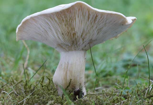 Фото майских грибов