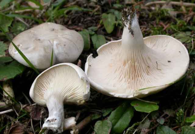 На фото грибы ивишень (Clitopilus prunulus), найденные в широколиственном лесу