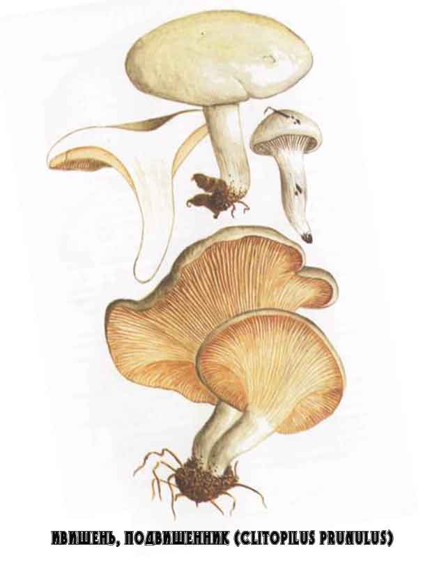 Картинка с изображением Ивишень (Clitopilus prunulus)